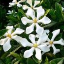 치자로 물들이기 이미지