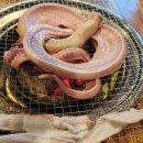 힘찬장어 이미지