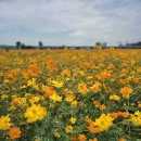 구드래 선착장 화장실 이미지