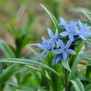 정원야생화 이미지