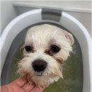 뽀그리독 이미지