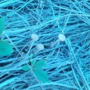 임마누엘팜 이미지