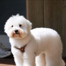 웅이 횽아랑 시월이 달콤한 아침 루틴 ❤️+댓글 🙏🩵 이미지
