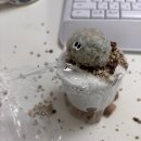 선인장 | 수상한식물가게 푸키 백성선인장 후기 초보도 키우기 쉬운 식물 추천