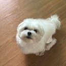 쿨펫 | 탄방동 쿨펫 슬개골 2주에서 한달까지