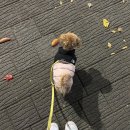 도그니엘 | 더도그페이스 핑크패딩 7개월 말티푸 내돈내산 후기