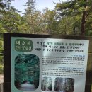 천년숲 | 🍃 전북 부안 내소사 (Naesosa) 여행 후기천년 숲길·거대한 느티나무·고즈넉한 천년고찰