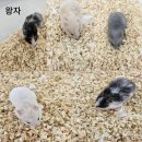 패러그린샵 명지점 이미지