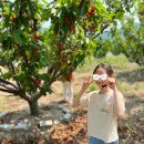 진도체리원 이미지