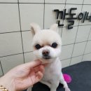 깐돌이네 애견샵 이미지