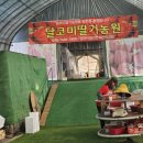 효기농장 | 2월 아이와 체험활동] 대구근교 딸기체험 영천 달코미딸기농원 아이와 다녀온 후기