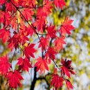 시나브로 이미지