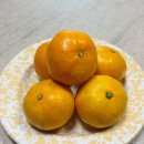 하례집 | [서귀포하례농원]제주도감귤 맛집 택배 후기