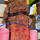 에니펫동물병원 이미지