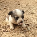 바둑이농장 이미지