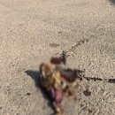 사랑을 볶는 카페 이미지