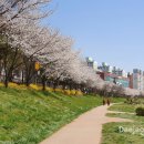 명품 벚꽃 길 이미지