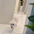 엄지애견미용 이미지