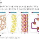 DNA에 기록을 저장하는 시대가 온다 이미지