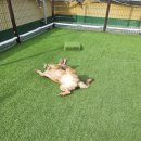 플레이독 애견유치원 이미지