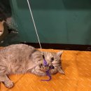 단비캣 | 인천송도 아이랑 갈만한곳 고양이카페 트리플스트리트 로우캣