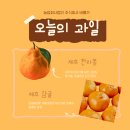 겨울철 달콤한 비타민 충전! 한라봉과 레드향으로 건강 챙기기