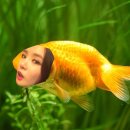 뻐끔뻐끔 이미지