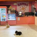 발라당눕스 이미지