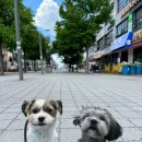 스누독 네이버블로그