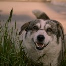 전북동물의료센터 이미지