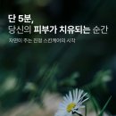 딕트