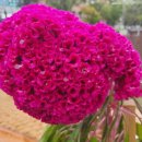 맨드라미 화단 이미지