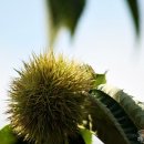 상주 상현리 반송 이미지