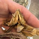 동일약업사 이미지