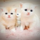 익산원펫 이미지