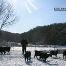 춘천흑염소도축장 이미지