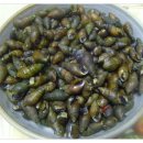 다슬기 반딧불이 이미지