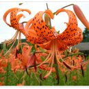 시골정취 이미지