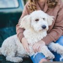 코카 24시 동물병원 이미지