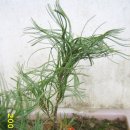 소나무농장 이미지