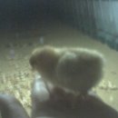 제주 구엄토종닭(50일령입니다) 이미지