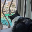 강남고양이분양 러브앤캣 | 고양이 주식캔 테스트 5탄 (1)