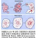 겨우살이 - 겨우살이효능 및 겨우살이 먹는 방법 이미지