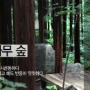 편백나무 숲 Daum카페