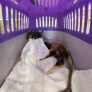 맥스동물병원 이미지