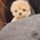 신도시켄넬 이미지