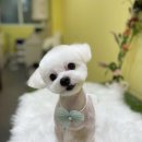 단아하개 이미지