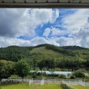 헬로우댕댕 이미지