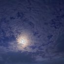 네이처러스 판포나일 이미지