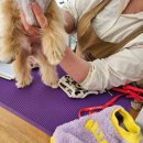 푸바오애견 이미지